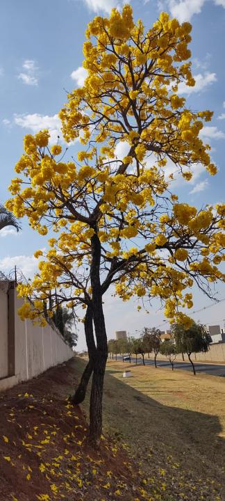 Foto 22 de 31 — Florada dos ipês dá novo colorido a Araraquara e internautas enviam fotos; veja